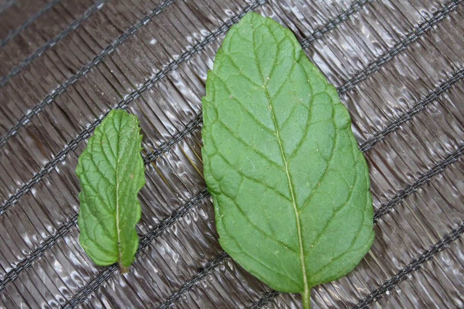 Tamaño de las hojas de Hierbabuena
