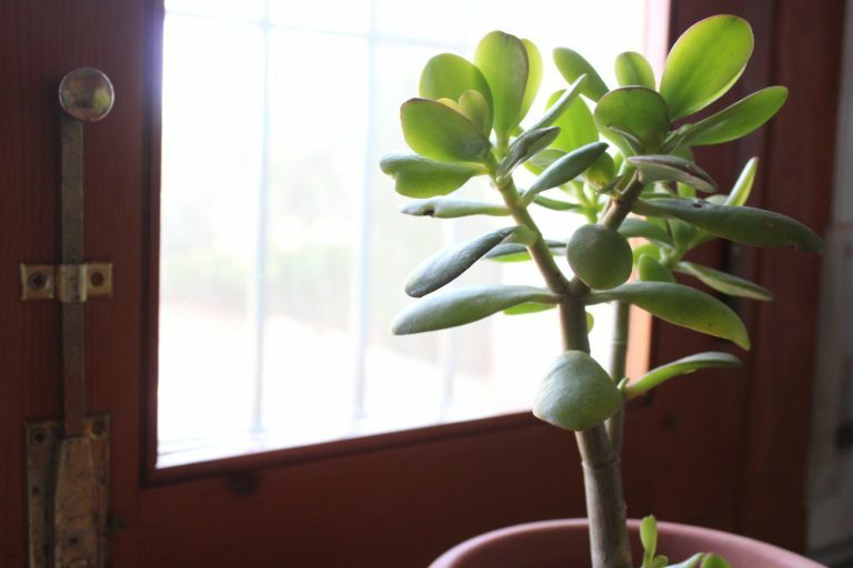 Árbol de Jade frente a ventana