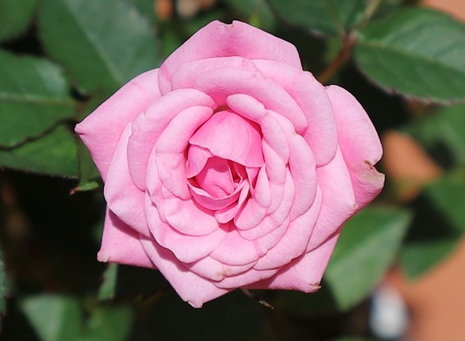 flor del rosal enano
