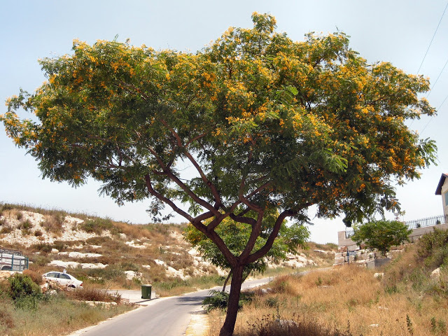 Tipuana árbol