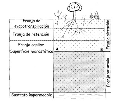 Distribución vertical del agua en el suelo
