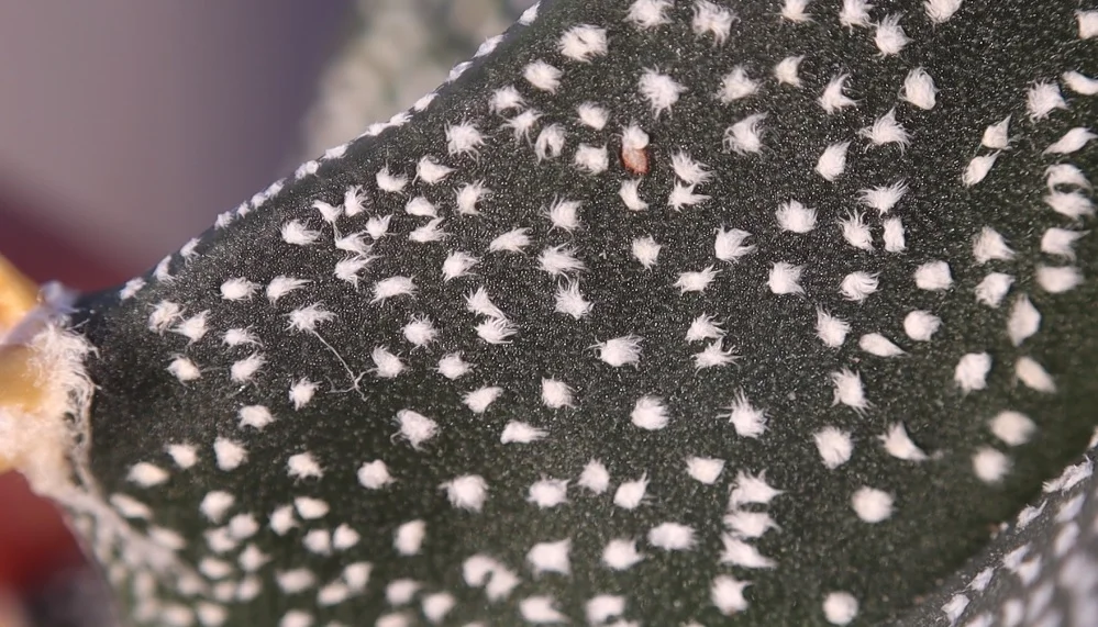 Astrophytum ornatum cubierto de mechones blancos