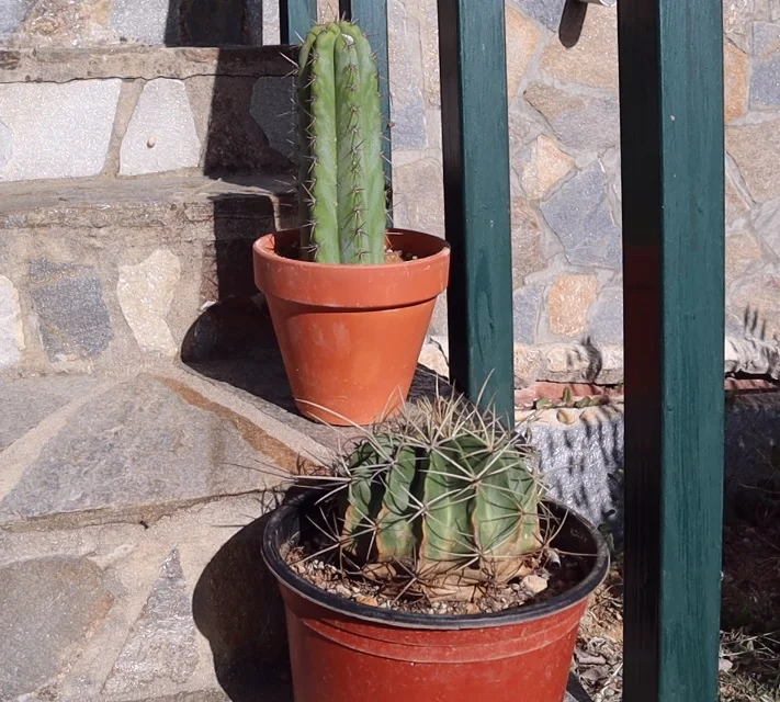Cactus San Pedro y Ferocactus al sol