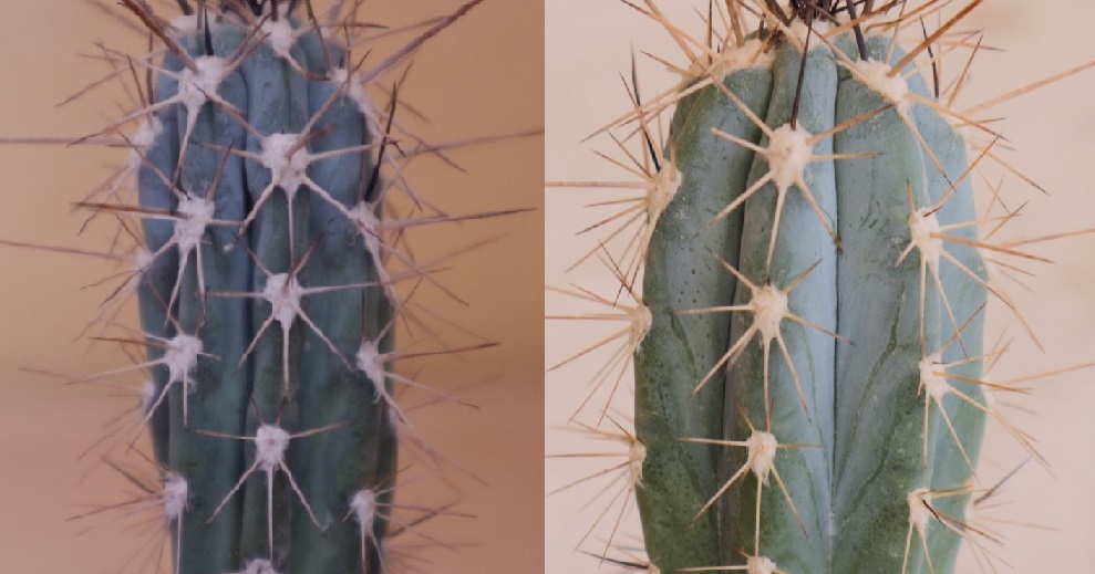 cactus con pérdida de turgencia. Costillas marcadas