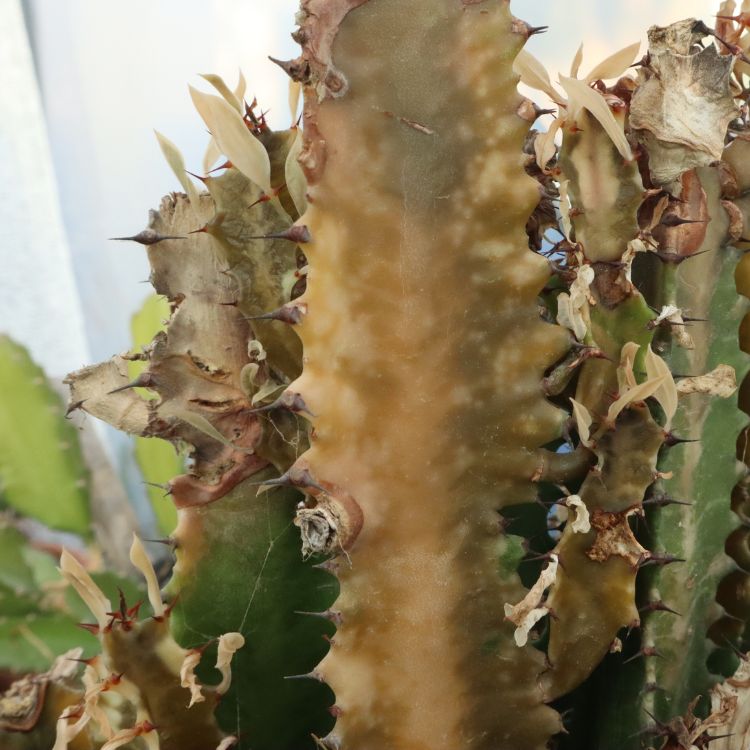 Euphorbia afectada por el frio