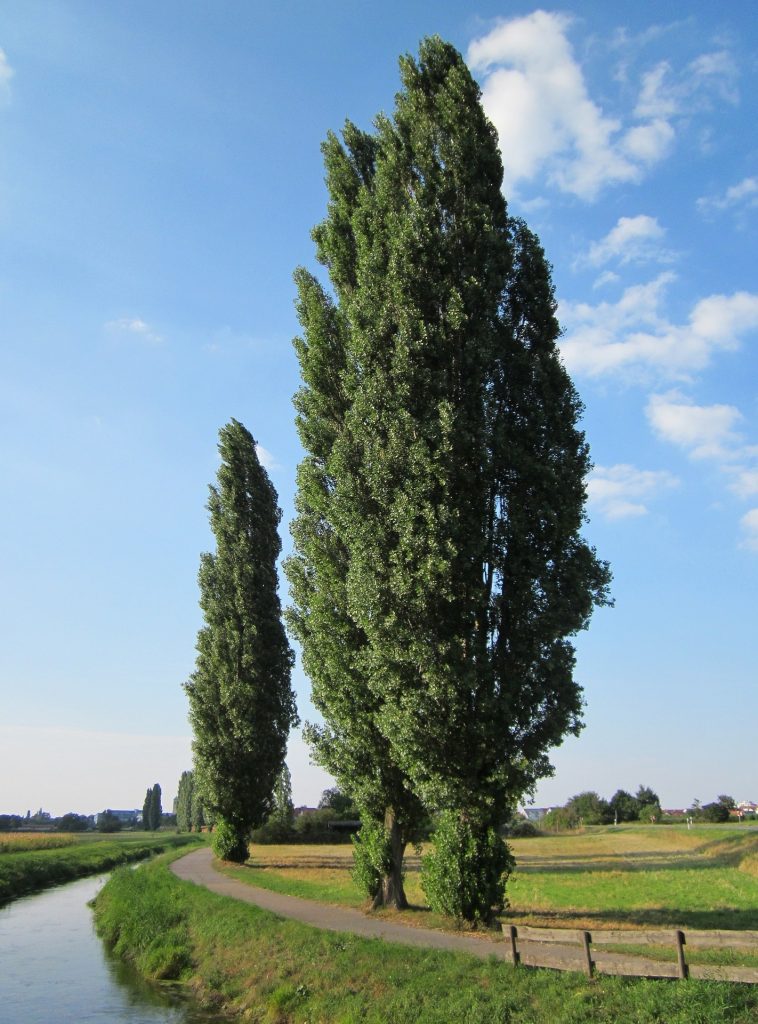 populus nigra