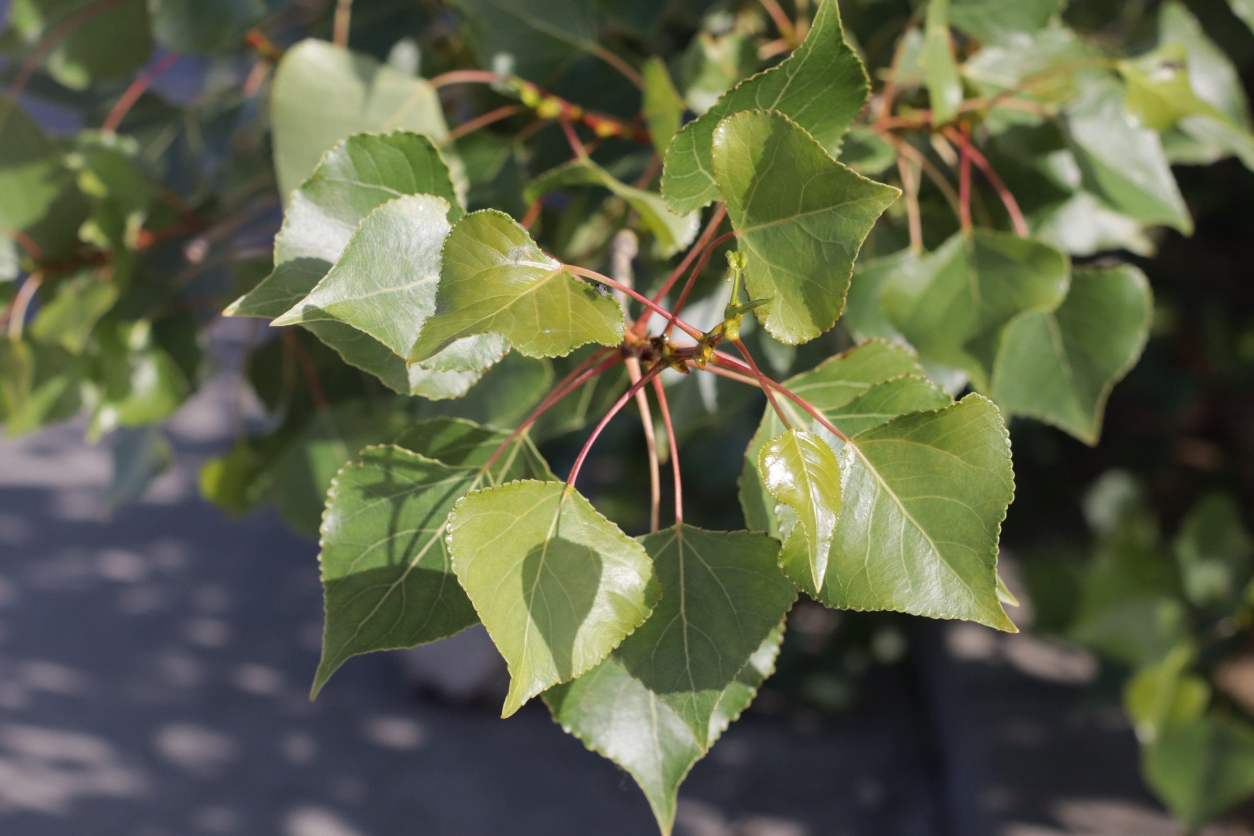 Populus nigra (Álamo negro)