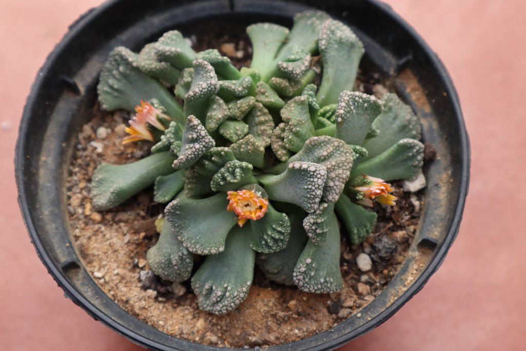 Titanopsis calcarea en maceta