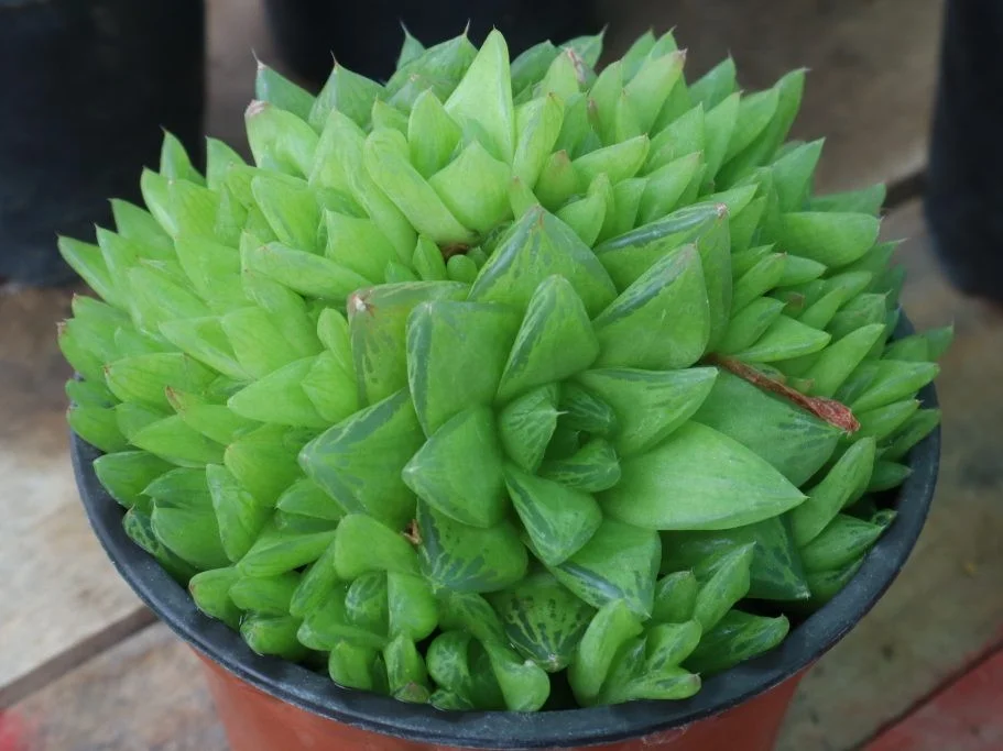 haworthia cymbiformis