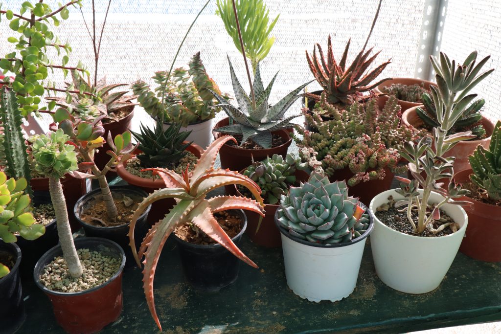 plantas suculentas
