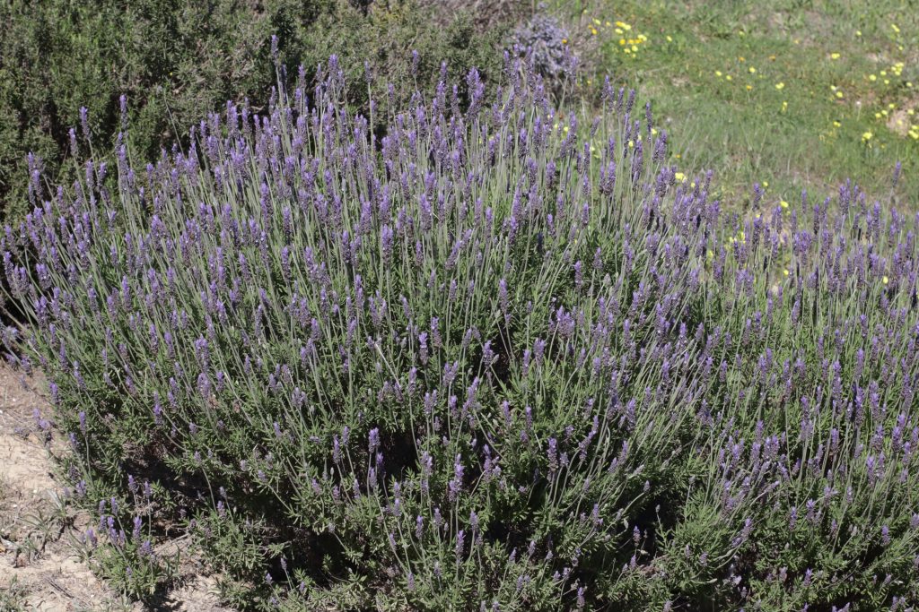 matoirral lavandula dentata