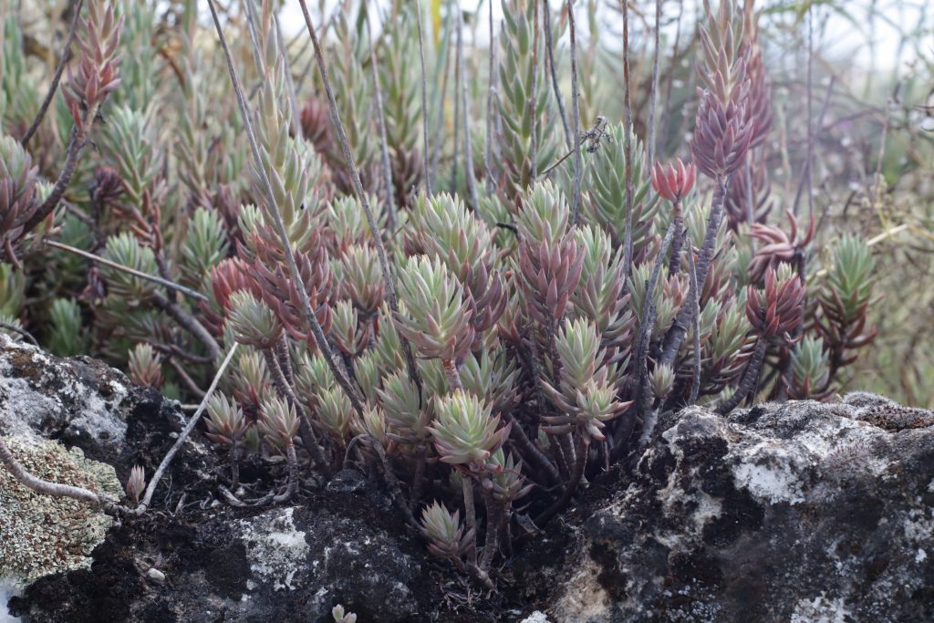 sedum sediforme