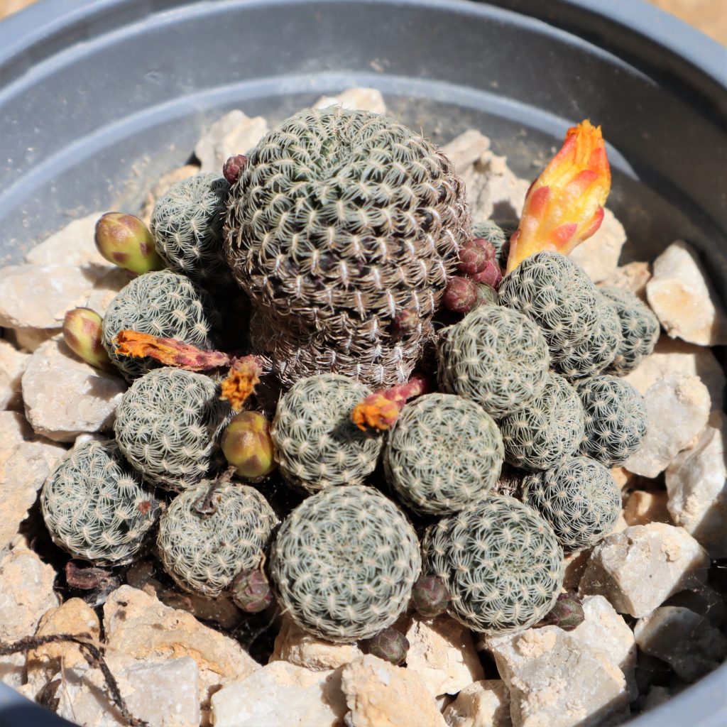 sulcorebutia langeri