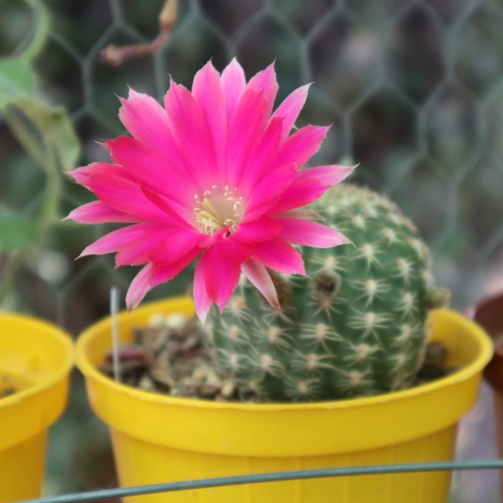 Lobivia winteriana en flor