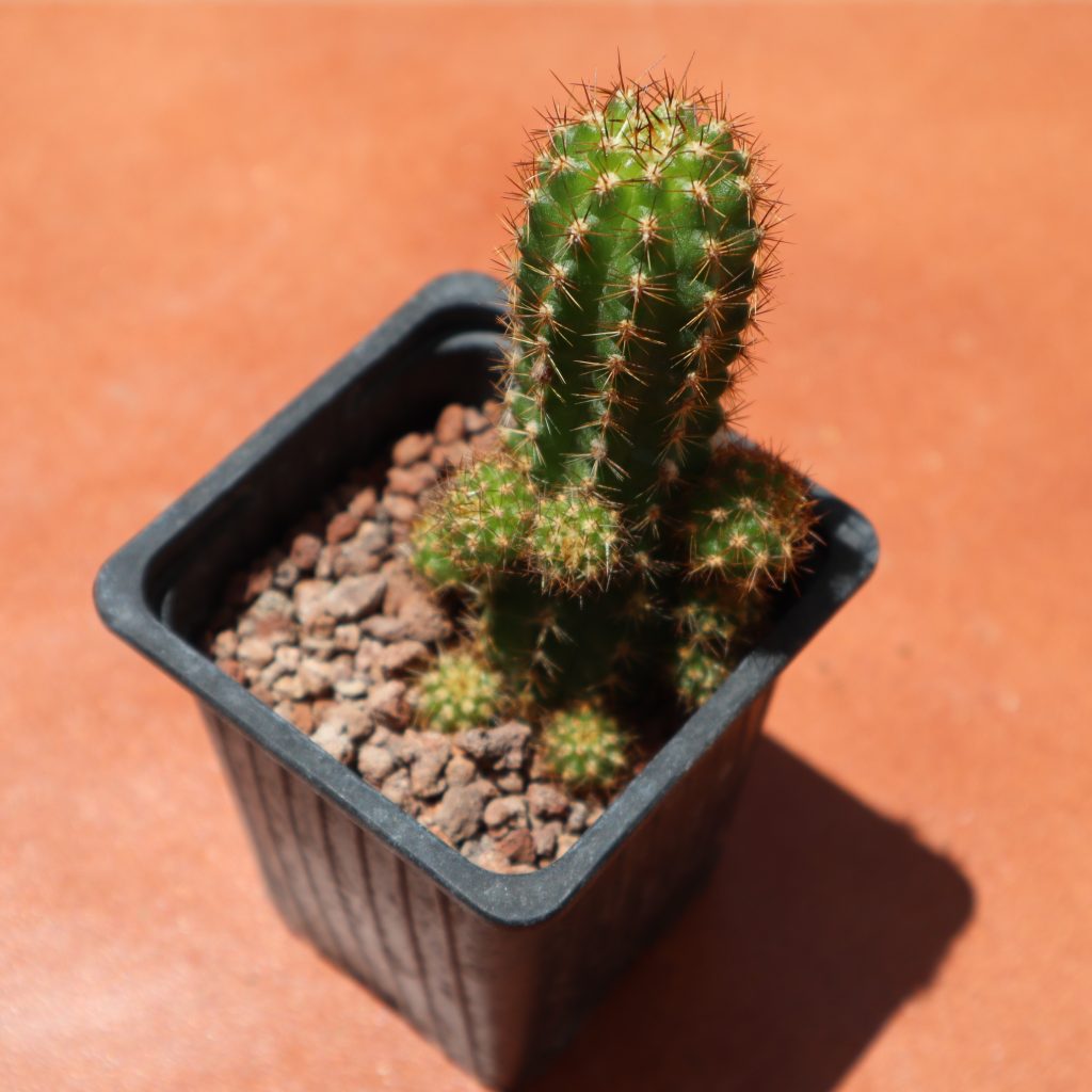 Echinopsis híbrido flor roja