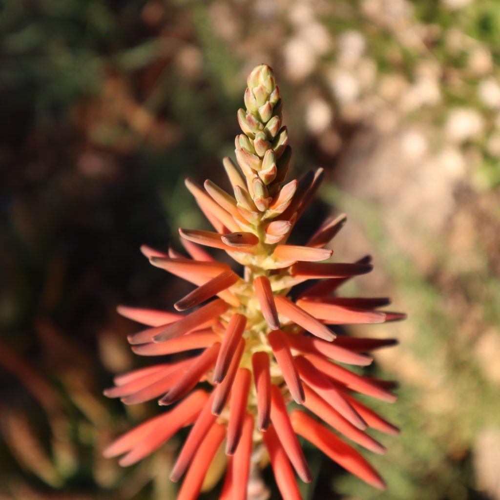 Inflorescencia de Aloe brevifolia