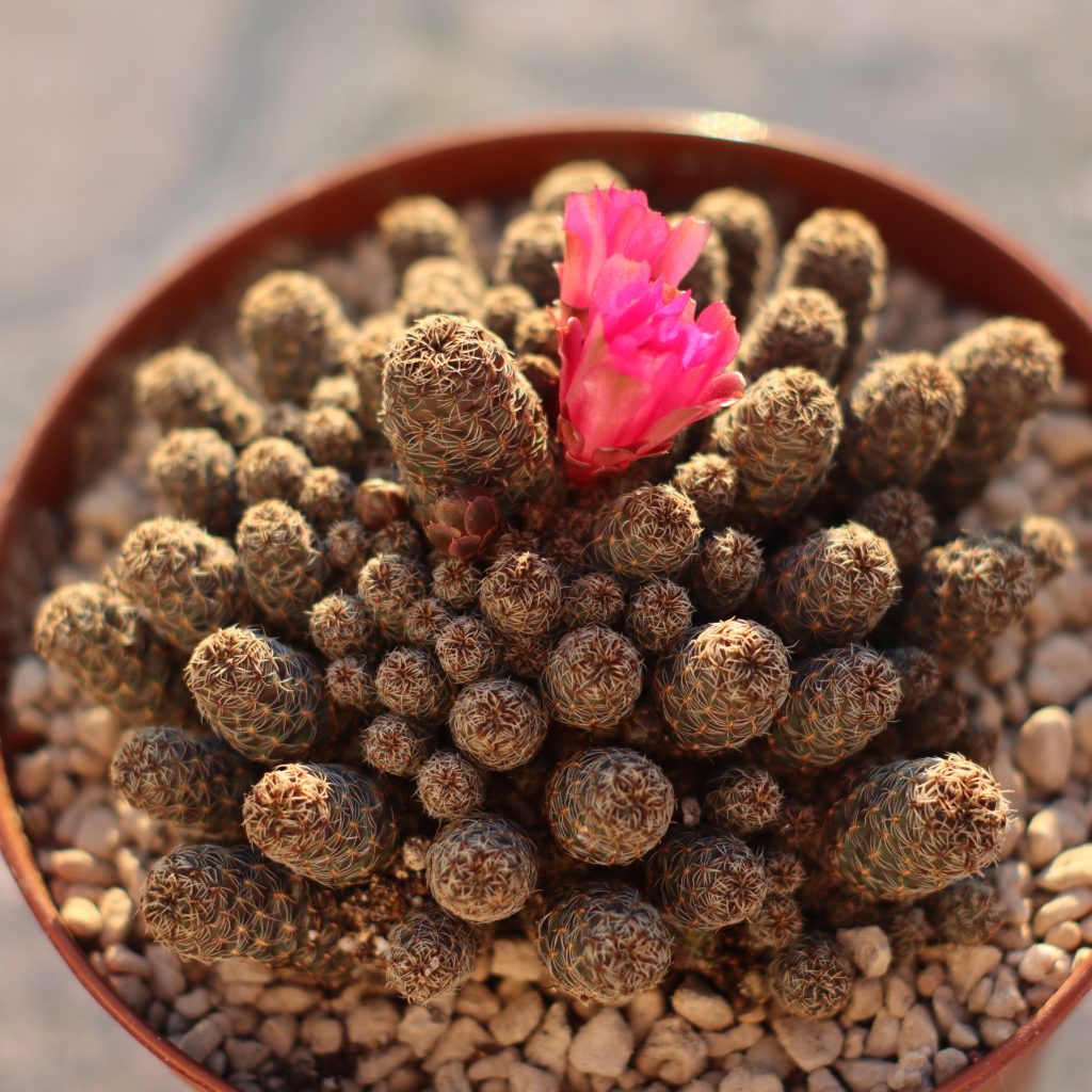 Sulcorebutia taratensis var. minima