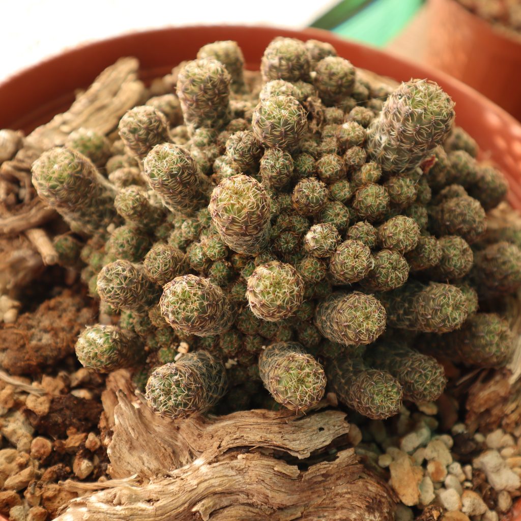 Sulcorebutia taratensis var. minima