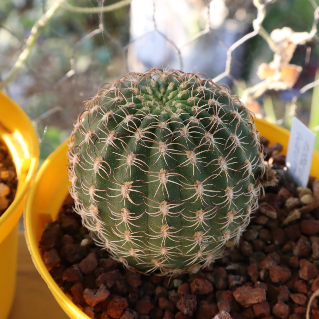 Lobivia winteriana en maceta