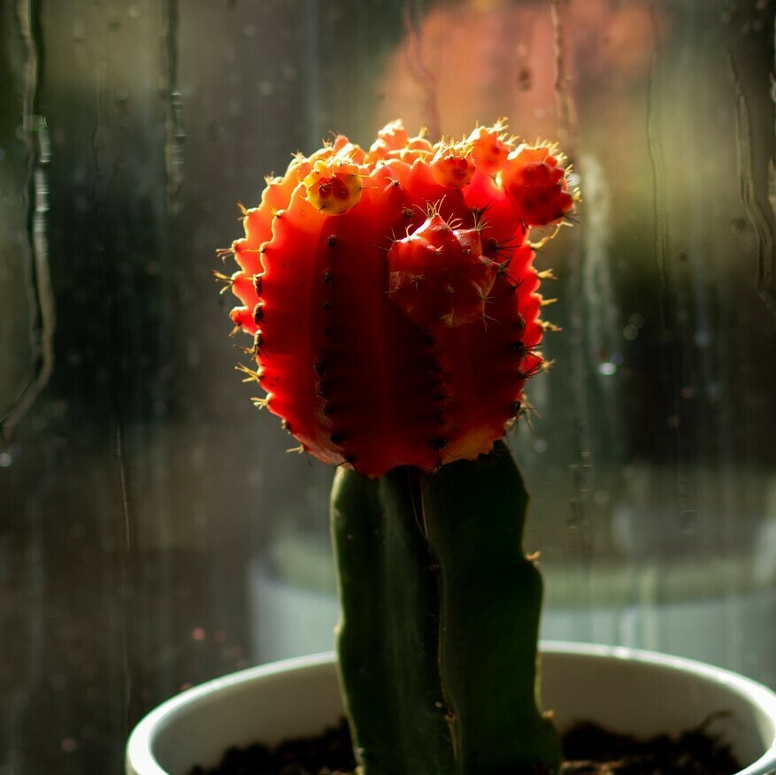 Injerto cactus de colores