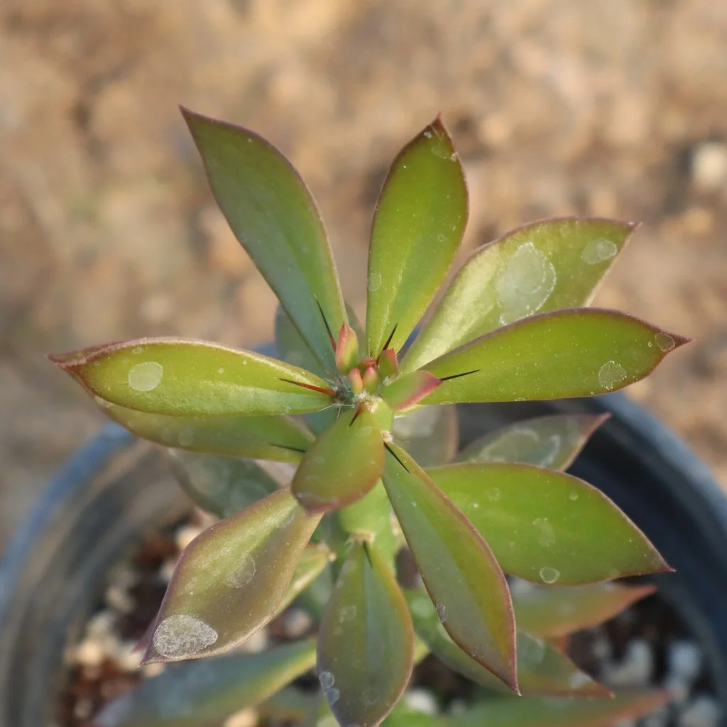 Pereskiopsis spathulata