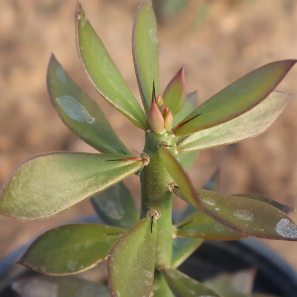 Tallo joven de Pereskiopsis spathulata