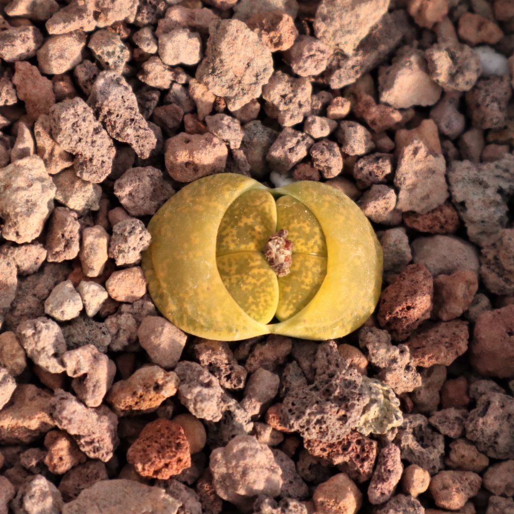 muda lithops dos cabezas