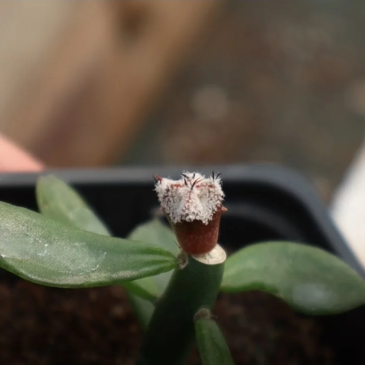 Injerto de plántula de Astrophytum sobre Pereskiopsis