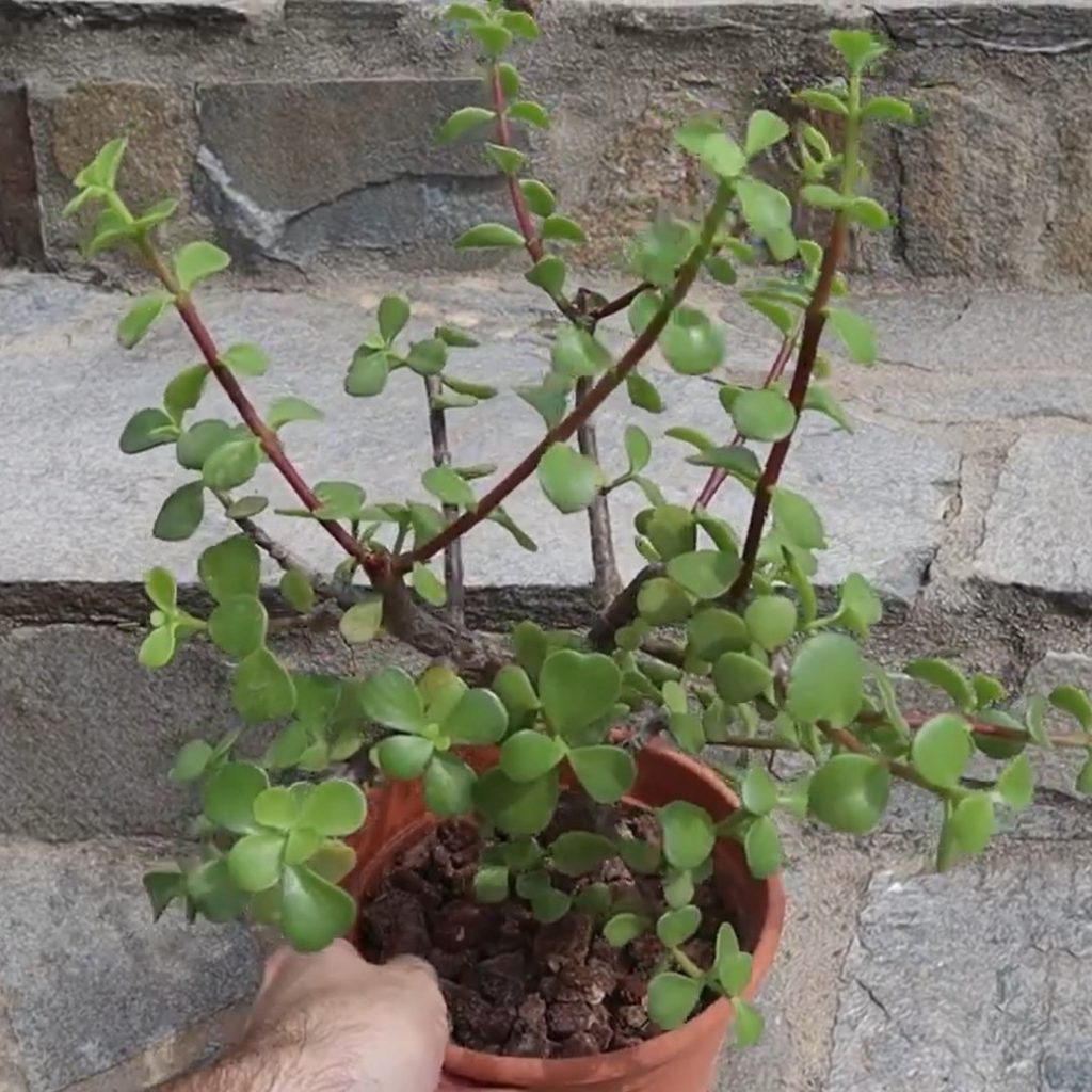 Portulacaria afra en maceta