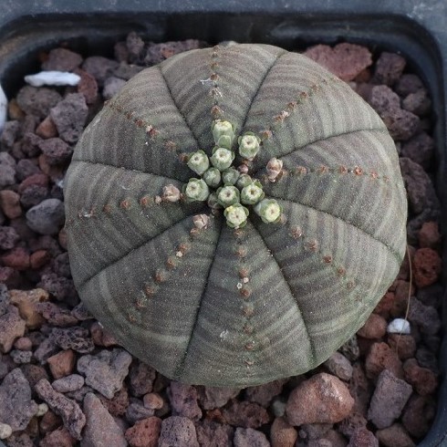 Joven Euphorbia obesa en maceta