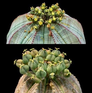 Flores masculinas y femeninas de Euphorbia obesa