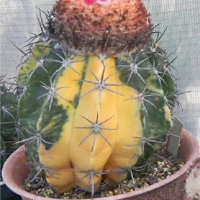 Cactus variegado