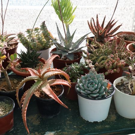 plantas suculentas