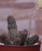 regar cactus echinopsis