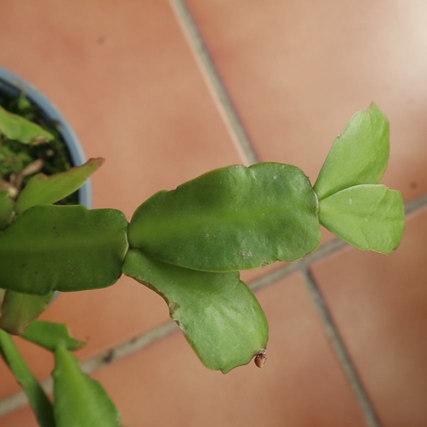 Cladodios Cactus de Navidad