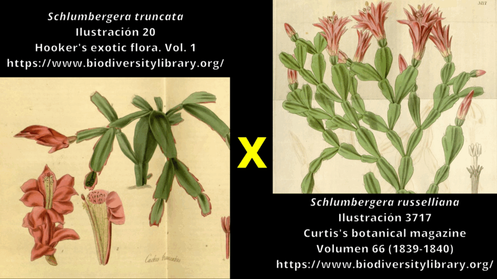 Cruce para Cactus de Navidad