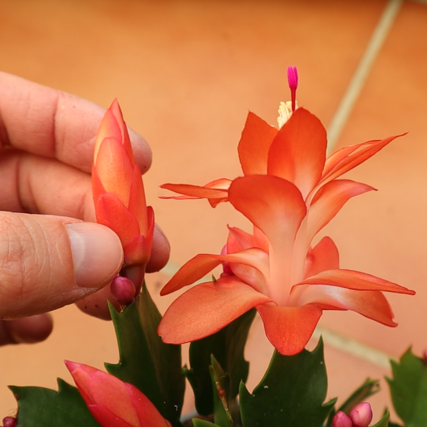 Flor Cactus Acción de Gracias