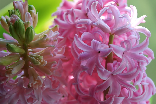 flor jacinto de cerca