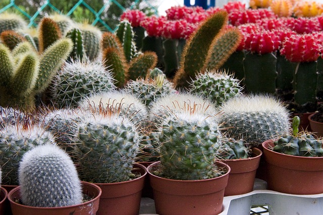 cactus en macetas pequeñas