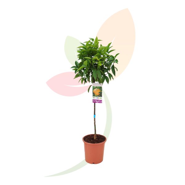 CITRUS RETICULATA (MANDARINO)