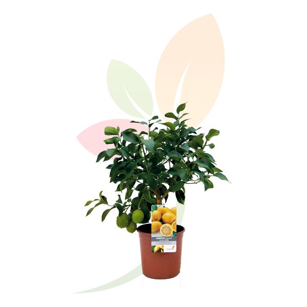 CITRUS LIMON (LIMONERO)