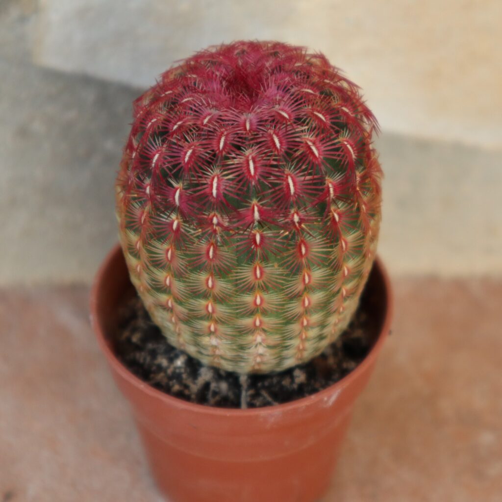 Echinocereus rigidissimus subs. rubispinus en maceta de 5 cm