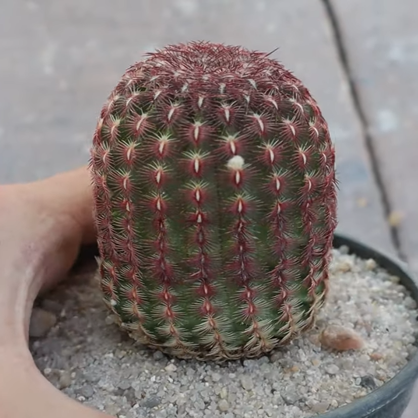 Echinocereus rigidissimus subs. rubispinus